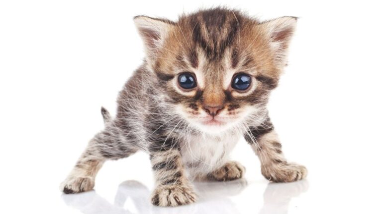 Mi alapján válasszak nevet a kiscicmámnak?