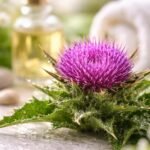 Máriatövis virág és levelek a természetes szépségápolás szolgálatában